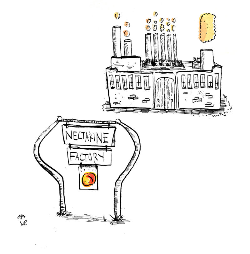Illustration for article titled Nectarines Exposed